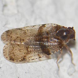 Cixius distinguendus